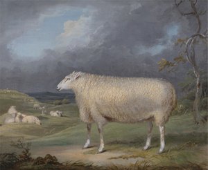 En Border Leicester Ewe af James Ward