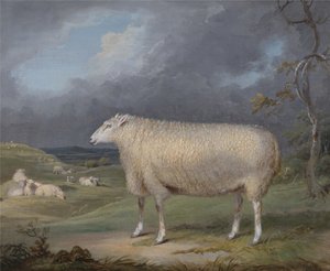 Et Border Leicester-får af James Ward