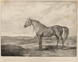 Copenhagen The Horse red af hertugen af Wellington i slaget ved Waterloo, blev avlet af general Grosvenor, ca. 1824 (litografi)