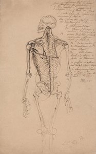 Tegning af et menneskeskelet af James Ward