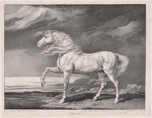Fjorten fejrede heste: Adonis, 1824. af James Ward