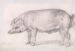 Hereford-svin af James Ward