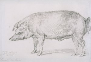 Hereford Boar, ca. 1803-04 (blyant på papir) af James Ward