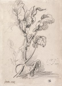 Planteundersøgelse af James Ward