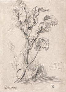 Undersøgelse af planter af James Ward