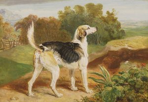 Ravager, en af Lambton Hounds (olie på panel) af James Ward