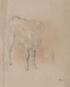 Studie af en kalv af James Ward