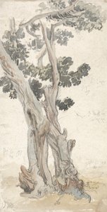 Studie af et træ af James Ward