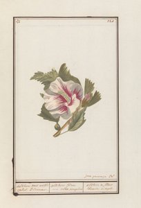 Hibiscus (Hibiscus syriacus) Althea med hvide enkelte Blomster. / althea flore - hvid simpelthen. / althea en simpel hvid blomst (titel på objekt)