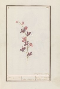 Lærkespore (Consolida) ridderspore ankel. / blomst enkel. / Esperon de chevalier afluer enkel. (titel på objekt)