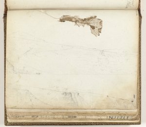 Bay Saint Helena, tørret blad af Jan Brandes