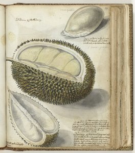 Durian af Jan Brandes