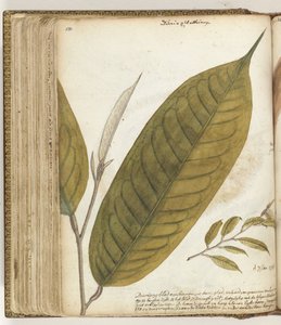 Durianblad af Jan Brandes