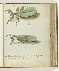 Det flyvende blad af Jan Brandes