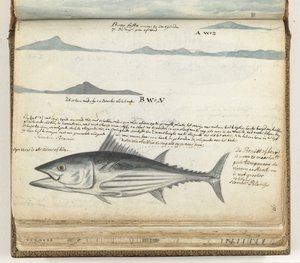 Kystprofiler af De Kanariske Øer. Fisk. af Jan Brandes