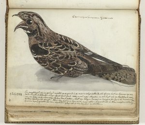 Nightjar af Jan Brandes