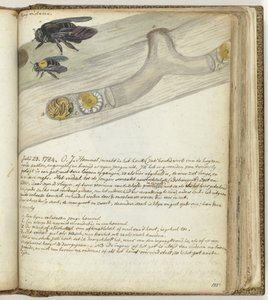 Østindisk humlebi af Jan Brandes