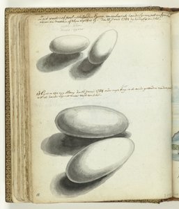 Skildpadde- og slangeæg af Jan Brandes