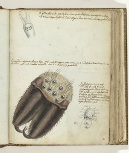 edderkoppehoveder af Jan Brandes