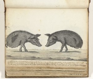 Grise uden bagben af Jan Brandes