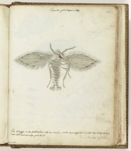 flyve af Jan Brandes