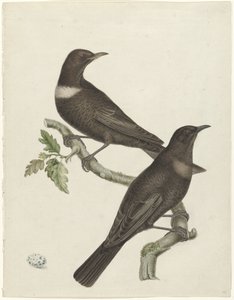 To ringdrosler (Purdus torquatus) med et æg af Jan Christiaan Sepp (possibly)