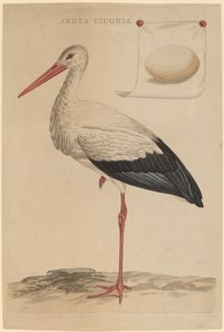 Den Hvide Stork af Jan Christiaan Sepp
