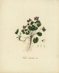 Sød viol eller engelsk viol, Viola odorata