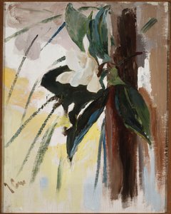 Magnolie af Jan Ciągliński