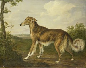 Sibirisk Greyhound