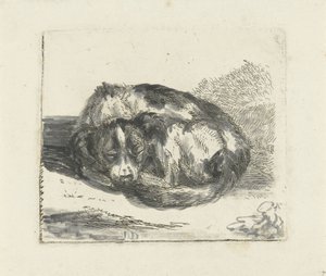 sovende hund
