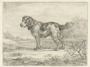 Spaniel stående i et landskab