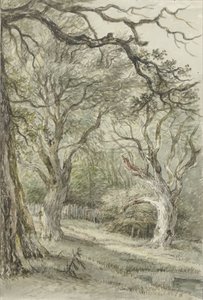 skov udsigt