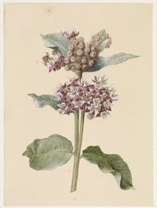 Blomstrende Asclepias arter af Jan Jacob Goteling Vinnis