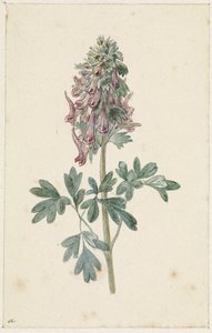 Blomstrende Corydalis bulbosa af Jan Jacob Goteling Vinnis
