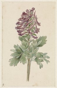 Blomstrende Corydalis bulbosa af Jan Jacob Goteling Vinnis