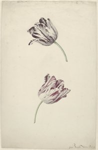 To rød-hvide tulipaner af Jan Jansz. van der Vinne