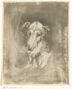 Greyhound hoved