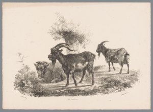 To geder og et får ved et træ Beesten Studien af ​​J. Kobell efter Paul Potter Nr. 1 (serietitel) af Jan Kobell (III)