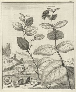 Billede af to persiske planter af Jan Luyken