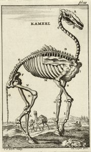 Skelet af en kamel, ca. 1680