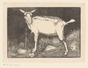hvid ged af Jan Mankes
