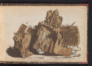 Dele af pælearbejde påvirket af skibsorm, 1731 Tre stykker egetræ fra Paalwerk aan de Zee-Dyken, tegnet efter livet, som det blev gennemboret af Wurmen (titel på objektet) af Jan Ruyter