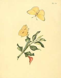 Phoebus senna (som syn. Papilio hyperici) af Jan Sepp