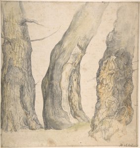 Studie af tre gamle knudrede træer, 1660.