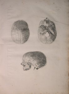 Albinus II, Pl. III, Kranieknogle, illustration fra 