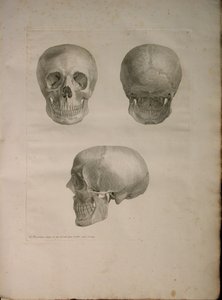 Albinus II, Pl. I, illustration fra 