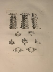 Albinus II, Pl. X: Halshvirvel, illustration fra 