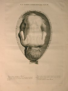 Albinus, Uterus, Pl. III, illustration fra 