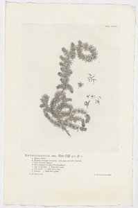 Anthospermum aethiopicum Anthospermum han. Have. Klint. 455 sp. 1 (titel på objekt) af Jan Wandelaar